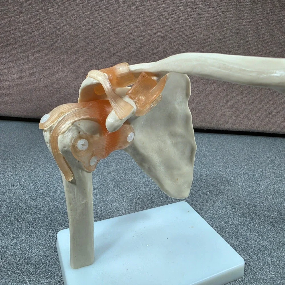 Shoulder Joint Model White Excellent Anatomical Ligaments
